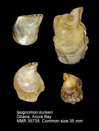 Isognomon dunkeri (P. Fischer 1881) resmi