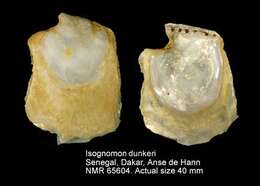 Isognomon dunkeri (P. Fischer 1881) resmi