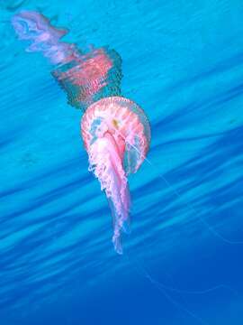 Image of Purplestriped jellyfishes