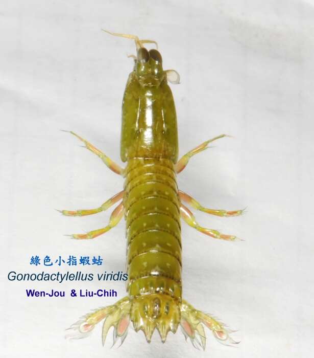 Imagem de <i>Gonodactylus chiragra</i>