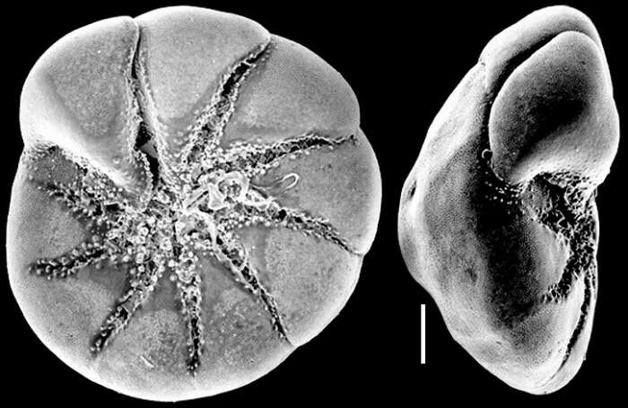 Image of Ammonia aoteana (Finlay 1940)