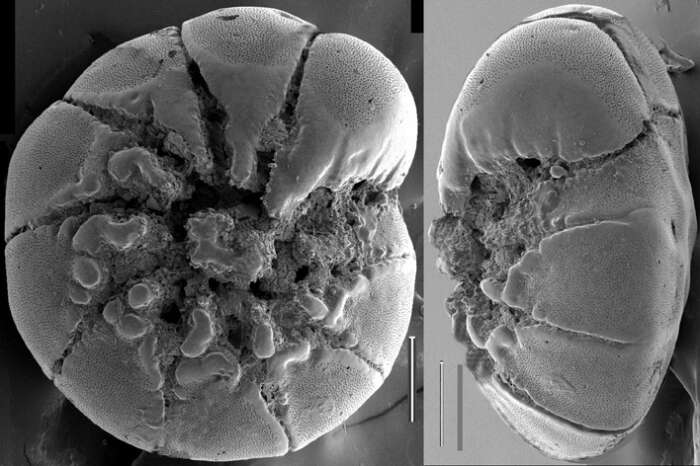 Image of Ammonia batava (Hofker 1951)