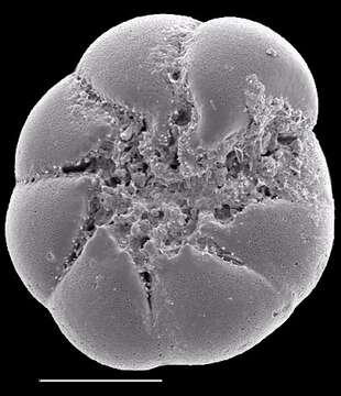 Image of Ammonia irridescens (Arnal 1958)