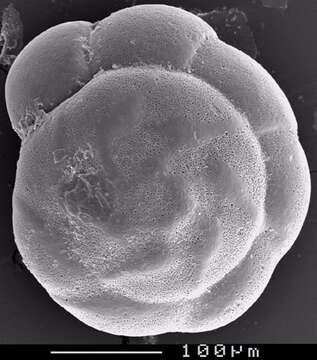 Image of Ammonia irridescens (Arnal 1958)