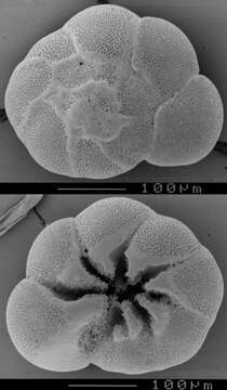 Image of Ammonia veneta (Schultze 1854)