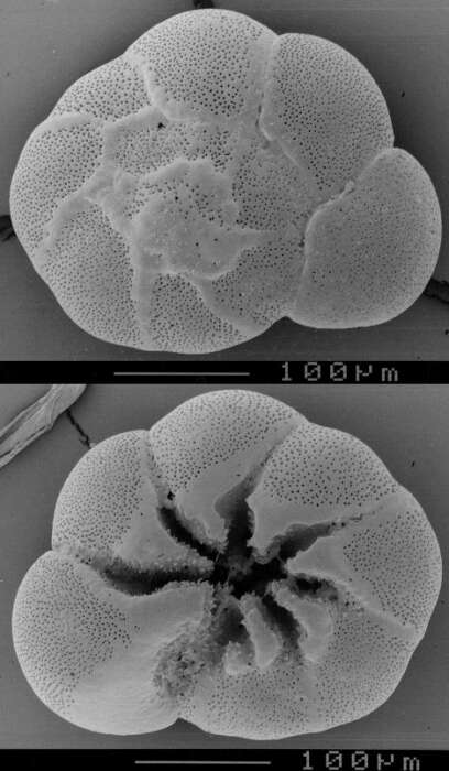 Image of Ammonia veneta (Schultze 1854)