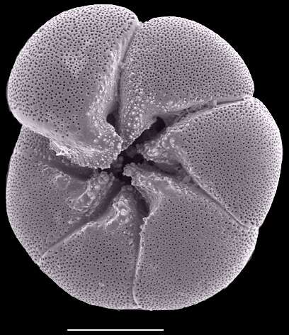 Image of Ammonia veneta (Schultze 1854)