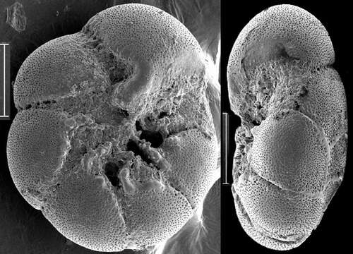 Image of Ammonia veneta (Schultze 1854)