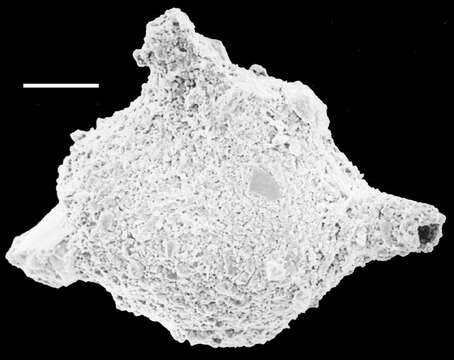 Image of Pseudothurammina limnetis (Scott & Medioli 1980)