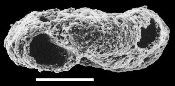 Image of Glomospira fijiensis Brönnimann, Whittaker & Zaninetti 1992