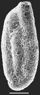 Image of Miliammina fusca (Brady 1870)