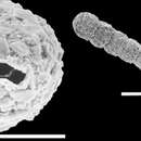 Cuneata arctica (Brady 1881)的圖片