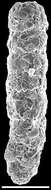 Image of Scherochorella moniliformis (Siddall 1886)