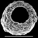 Image of Scherochorella moniliformis (Siddall 1886)