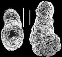 Image of Ammobaculites exiguus Cushman & Brönnimann 1948