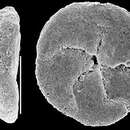 Image of Paratrochammina bartrami (Hedley, Hurdle & Burdett 1967)
