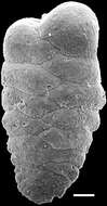 Image of Spiroplectinella proxispira (Vella 1957)