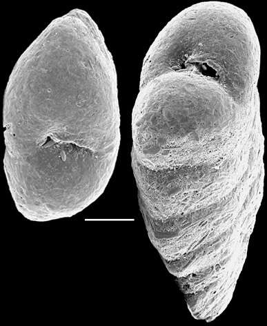 Image de Spiroplectinella proxispira (Vella 1957)