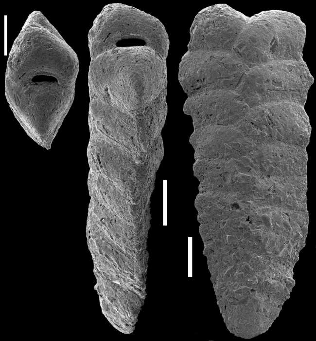 Image de Spiroplectinella proxispira (Vella 1957)