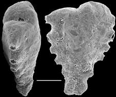 Image of Spirotextularia fistulosa (Brady 1884)