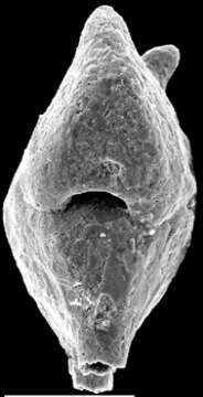 Image of Spirotextularia fistulosa (Brady 1884)