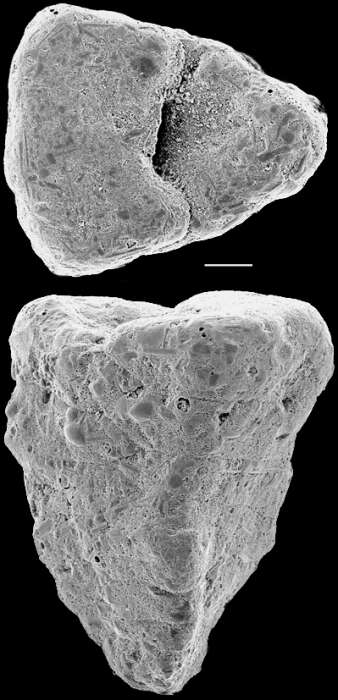 Image de Gaudryina convexa (Karrer 1864)