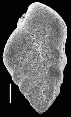 Image of Siphotextularia mestayerae Vella 1957