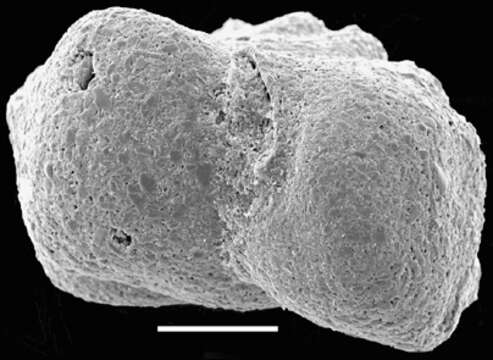 صورة Siphotextularia mestayerae Vella 1957