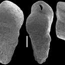 صورة Siphotextularia mestayerae Vella 1957