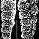 Image of Textularia earlandi Parker 1952