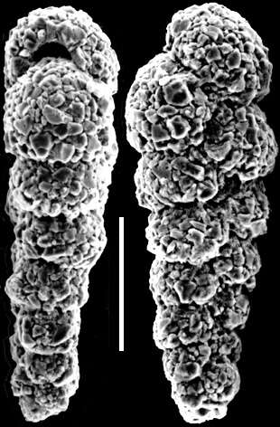 Image of Textularia earlandi Parker 1952