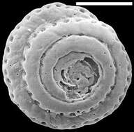 Image of Mychostomina peripora Zheng 1979