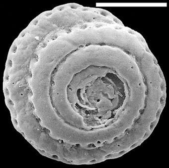 Image of Mychostomina peripora Zheng 1979