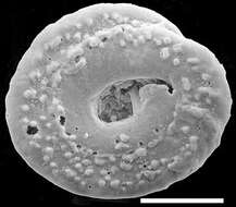 Image of Mychostomina peripora Zheng 1979