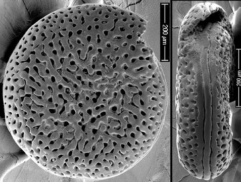 Image of Spirillina novaezealandiae Chapman 1909