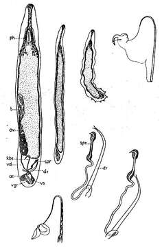 Sivun Paromalostomum dubium (de Beauchamp 1927) kuva