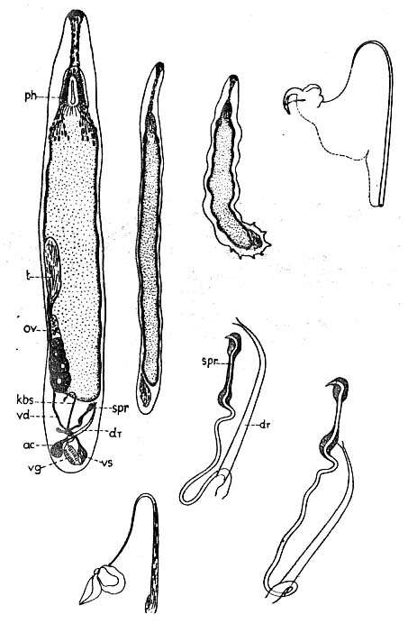 Image of Paromalostomum dubium (de Beauchamp 1927)