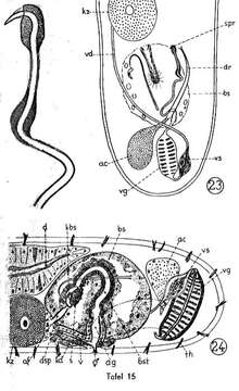 Image of Paromalostomum dubium (de Beauchamp 1927)