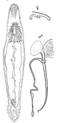 Image de Paromalostomum dubium (de Beauchamp 1927)
