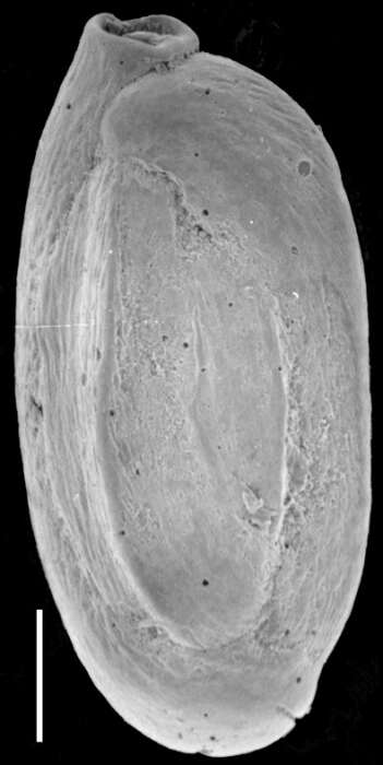 Image of Quinqueloculina delicatula Vella 1957