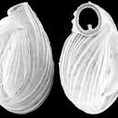 Image of Quinqueloculina carinatastriata (Wiesner 1923)