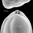 Image de Triloculina trigonula (Lamarck 1804)