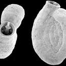 Image of Spiroloculina subaequa McCulloch 1977