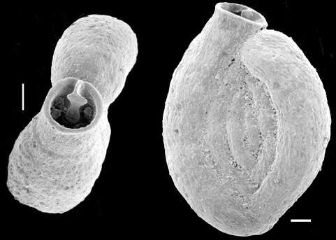 Image of Spiroloculina subaequa McCulloch 1977