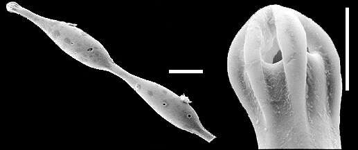 Image of Grigelis orectus Loeblich & Tappan 1994
