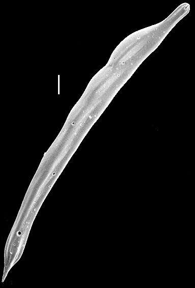 Image of Vaginulina vertebralis Parr 1932