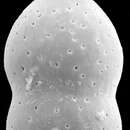 Image of Nodosaria nebulosa (Ishizaki 1943)