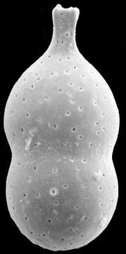 Image of Nodosaria nebulosa (Ishizaki 1943)