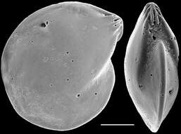 Image of Lenticulina australis Parr 1950