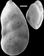 Image of Lenticulina subgibba Parr 1950